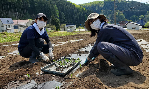 植替え