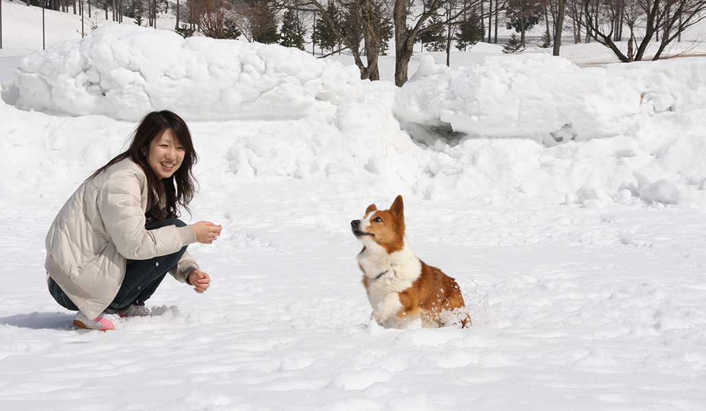 雪上ドッグラン
